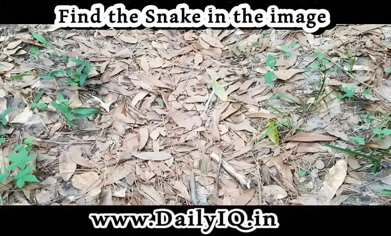 Hidden Optical Illusions: Find the Snake, only 1% people can do